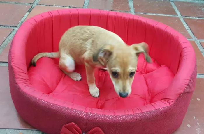 Cachorro ra a SRD idade 2 a 6 meses nome JOÃO 