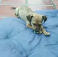 JOÃO 