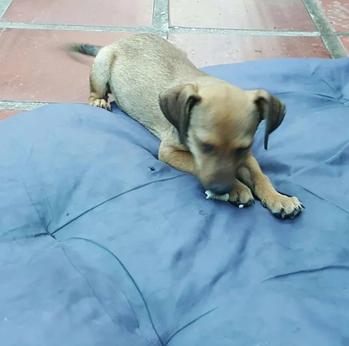 Cachorro ra a SRD idade 2 a 6 meses nome JOÃO 