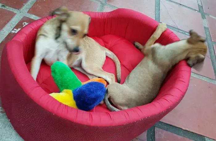 Cachorro ra a SRD idade 2 a 6 meses nome JOÃO 