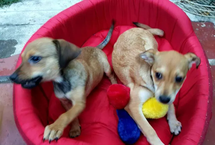 Cachorro ra a SRD idade 2 a 6 meses nome JOÃO 