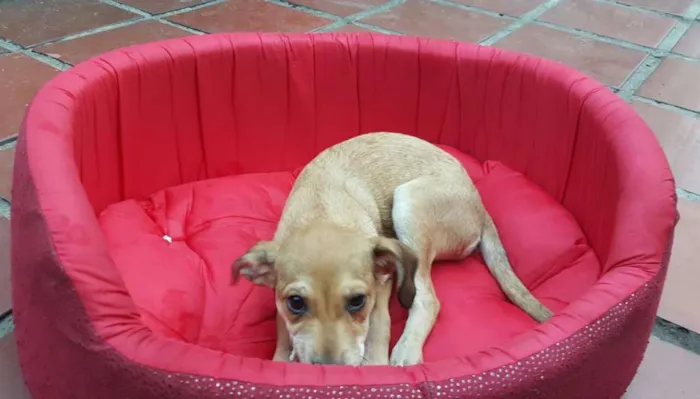 Cachorro ra a SRD idade 2 a 6 meses nome JOÃO  