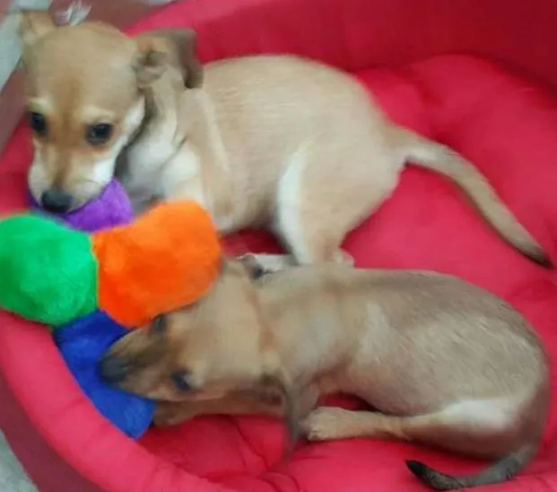 Cachorro ra a SRD idade 2 a 6 meses nome JOÃO  