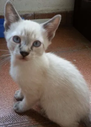 Gato raça SRD idade 2 a 6 meses nome Leon