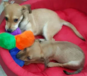 Cachorro raça SRD idade 2 a 6 meses nome JOÃO 