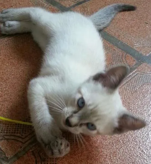 Gato raça SRD idade 2 a 6 meses nome Leon