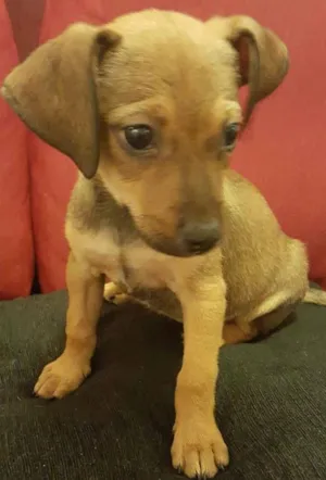 Cachorro raça SRD idade 2 a 6 meses nome LUKA 