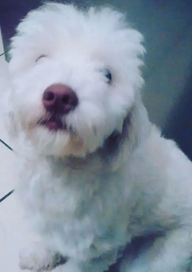 Cachorro ra a srd idade 1 ano nome Luna