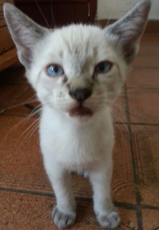 Gato raça SRD idade 2 a 6 meses nome Leon