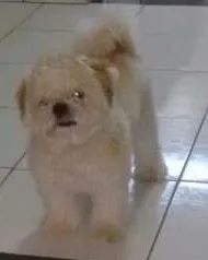 Cachorro raça Shit zul idade 1 ano nome Athos