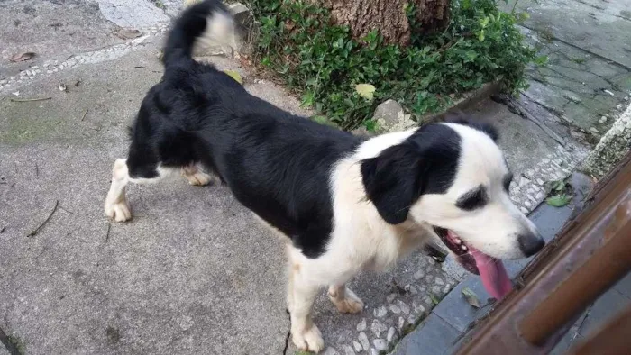 Cachorro ra a Srd idade 2 anos nome Pirata