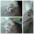 Minie