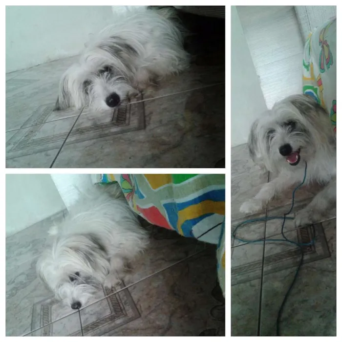 Cachorro raça shiatsu com vira lata idade 1 ano nome Minie