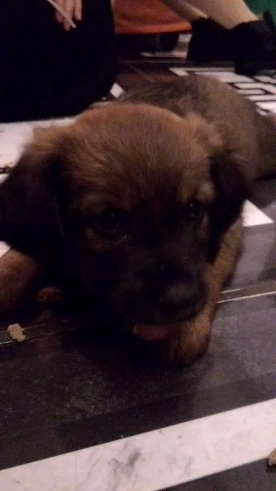 Cachorro ra a Vira Lata idade Abaixo de 2 meses nome Hércules