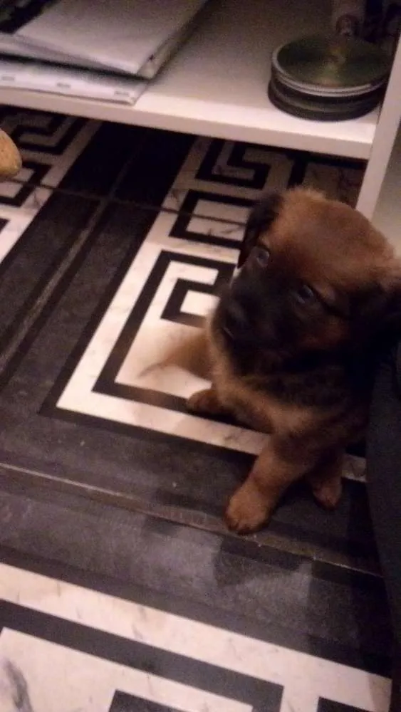Cachorro ra a Vira Lata idade Abaixo de 2 meses nome Hércules