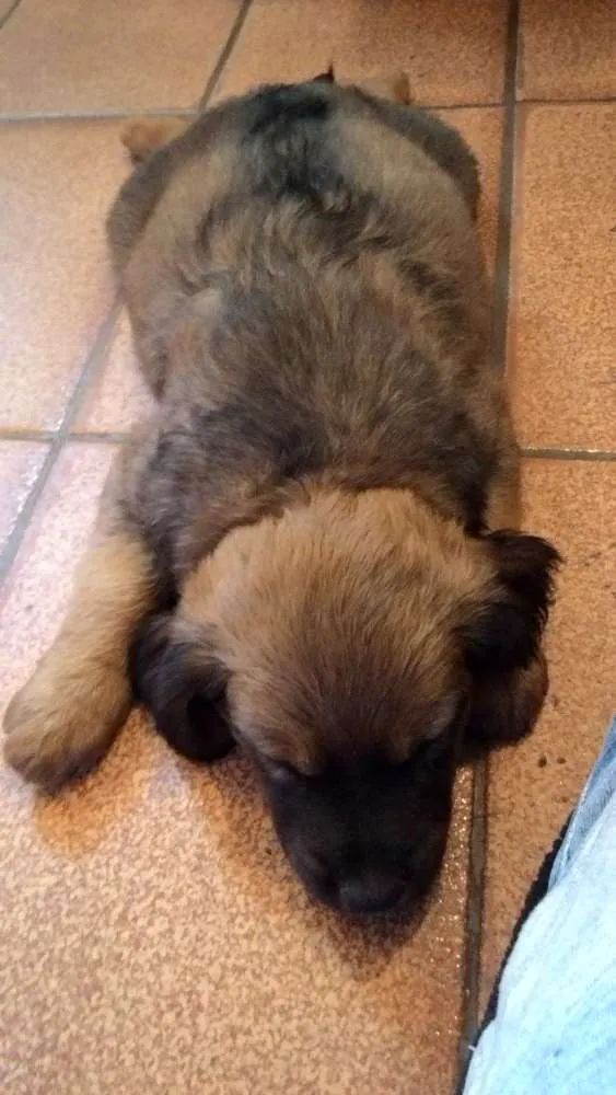 Cachorro ra a Vira Lata idade Abaixo de 2 meses nome Hércules