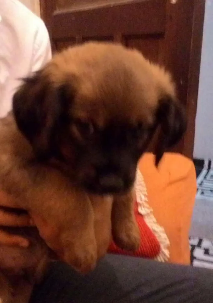 Cachorro ra a Vira Lata idade Abaixo de 2 meses nome Hércules