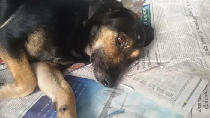 Cachorro ra a SRD idade 2 anos nome Dorinha