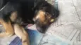 Dorinha