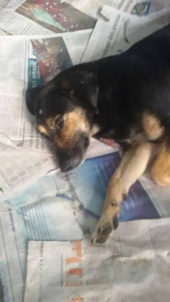 Cachorro ra a SRD idade 2 anos nome Dorinha