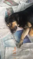 Dorinha