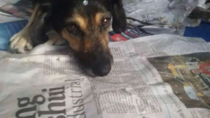 Cachorro ra a SRD idade 2 anos nome Dorinha