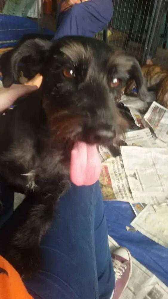 Cachorro ra a SRD idade 2 anos nome Maya