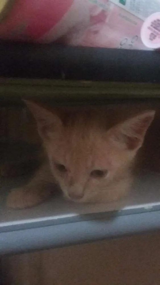 Gato ra a srd idade Abaixo de 2 meses nome Amarelinho