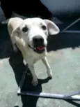 Fumaça e brasinha