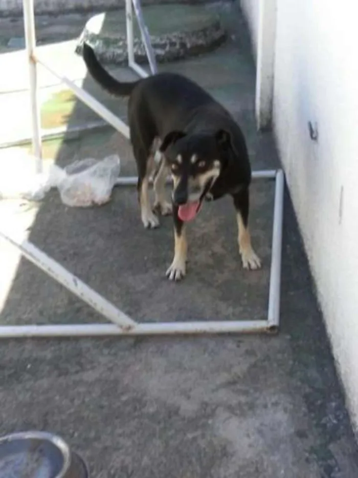 Cachorro ra a SRD idade 2 anos nome Fumaça e brasinha