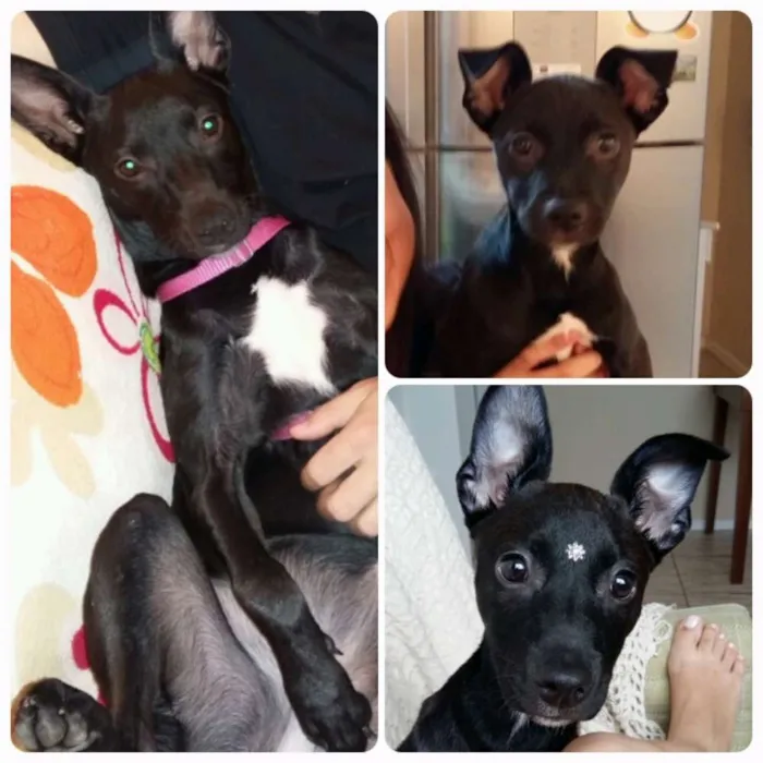 Cachorro ra a SRD idade 7 a 11 meses nome Gaia