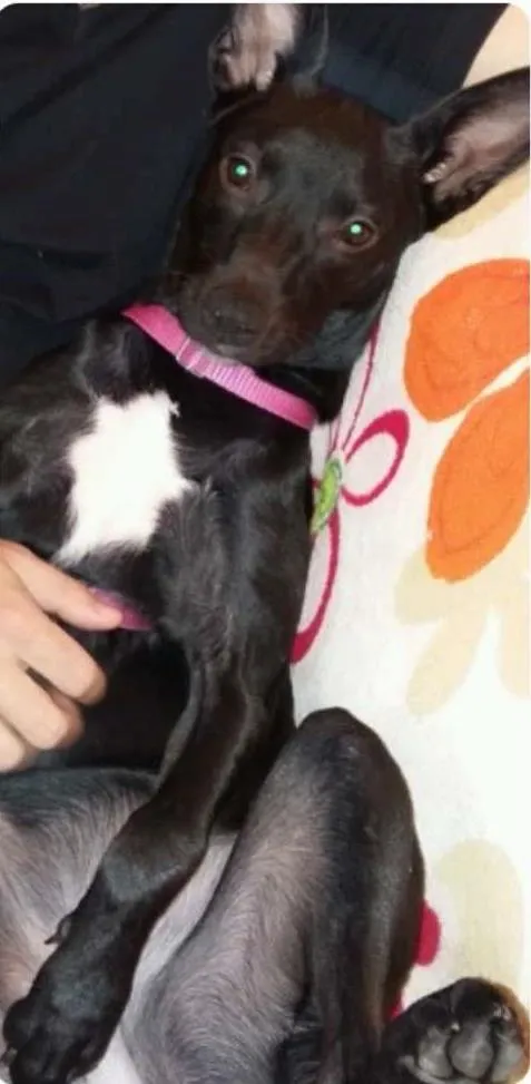 Cachorro ra a SRD idade 7 a 11 meses nome Gaia