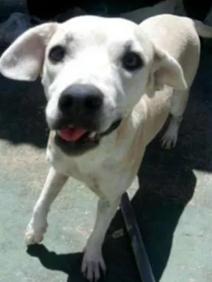 Cachorro raça SRD idade 2 anos nome Fumaça e brasinha