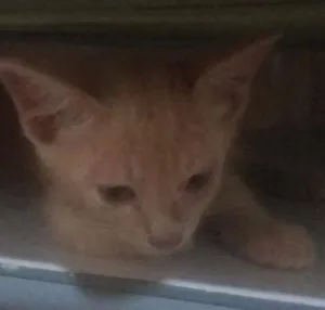 Gato raça srd idade Abaixo de 2 meses nome Amarelinho