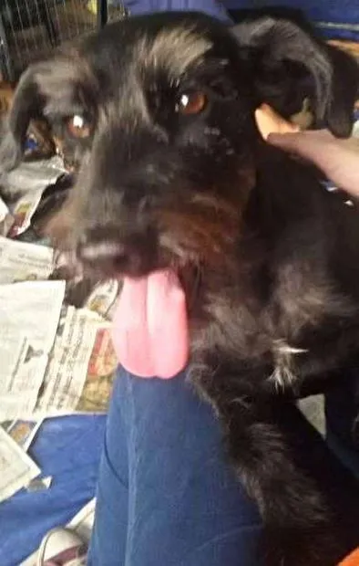 Cachorro ra a SRD idade 2 anos nome Maya