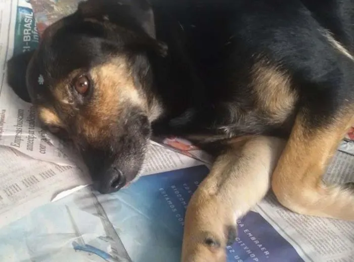 Cachorro ra a SRD idade 2 anos nome Dorinha
