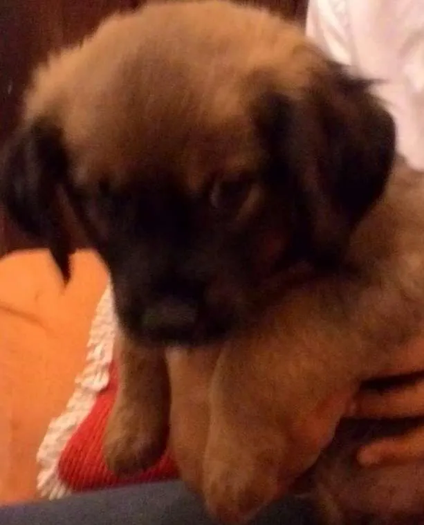 Cachorro ra a Vira Lata idade Abaixo de 2 meses nome Hércules