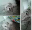 Minie