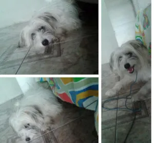 Cachorro raça shiatsu com vira lata idade 1 ano nome Minie