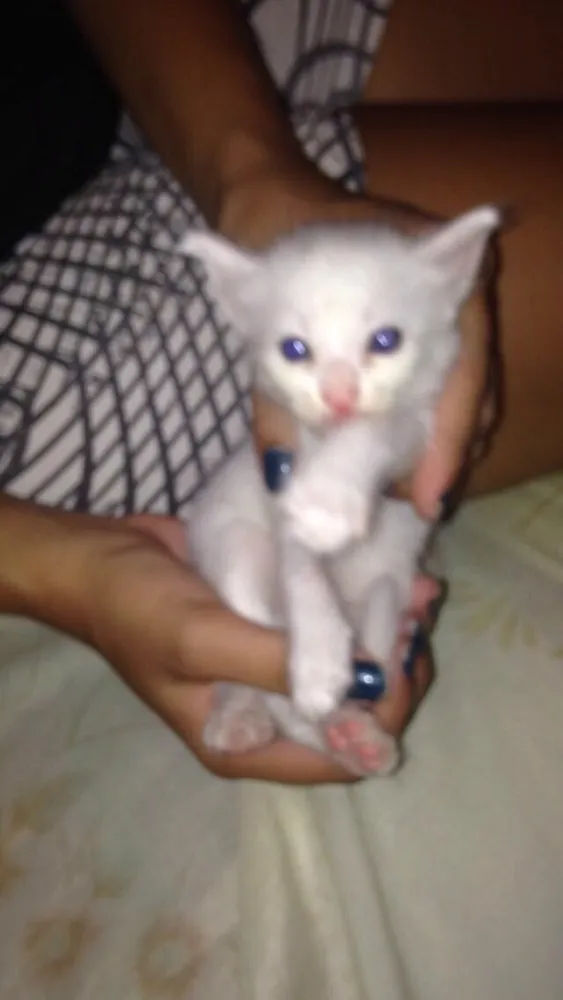 Gato ra a Vira-lata idade Abaixo de 2 meses nome Algodão