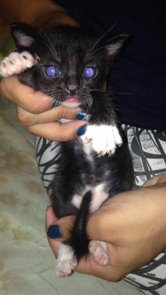 Gato ra a Vira-lata idade Abaixo de 2 meses nome Thiaguinho 