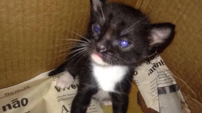 Gato ra a Vira-lata idade Abaixo de 2 meses nome Thiaguinho 