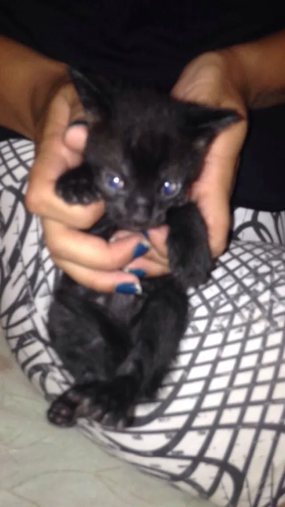Gato ra a Vira-lata idade Abaixo de 2 meses nome Thiaguinho 
