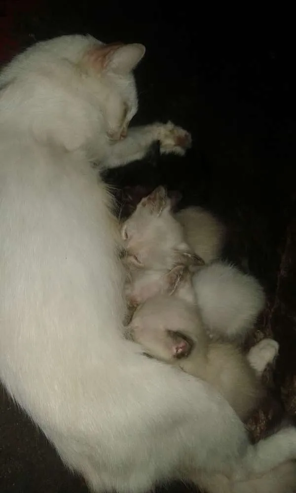 Gato ra a Filho de gata semelhante a munchkin. idade 2 a 6 meses nome Não tem nome