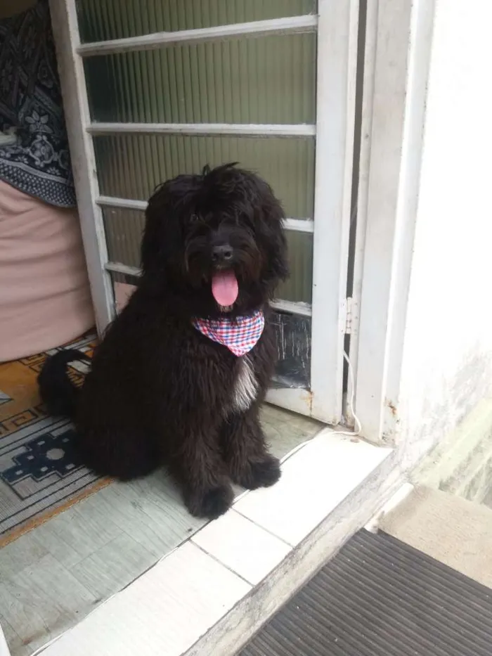 Cachorro ra a  idade 7 a 11 meses nome Tufão 