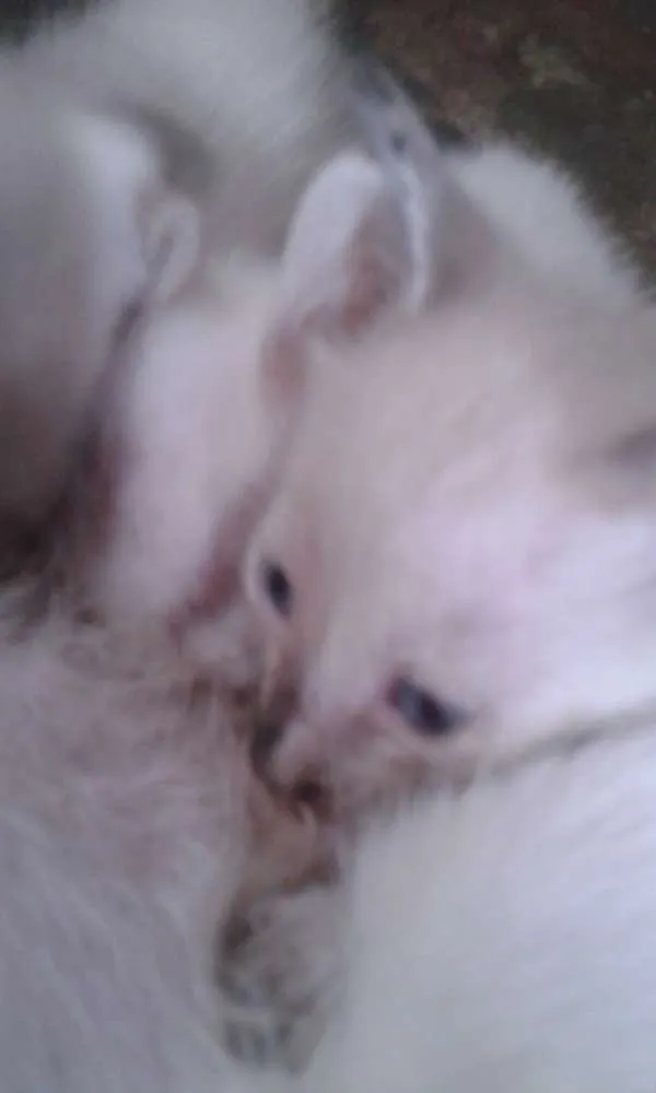 Gato ra a Filho de gata semelhante a munchkin. idade 2 a 6 meses nome Não tem nome