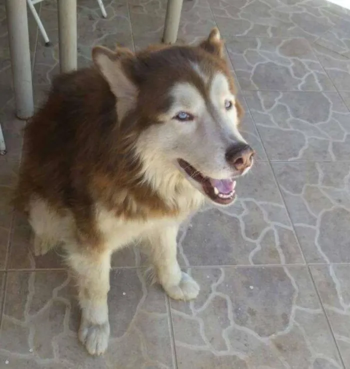 Cachorro ra a Husky Siberiano idade 6 ou mais anos nome Randu