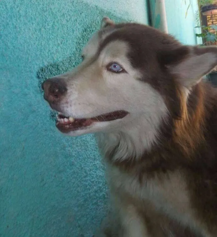 Cachorro ra a Husky Siberiano idade 6 ou mais anos nome Randu