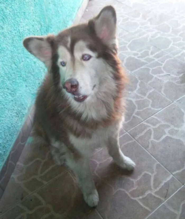 Cachorro ra a Husky Siberiano idade 6 ou mais anos nome Randu
