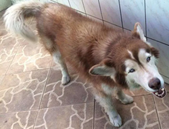 Cachorro ra a Husky Siberiano idade 6 ou mais anos nome Randu